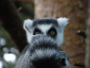 blog-lemur